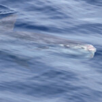 Poisson lune au large de Sanary