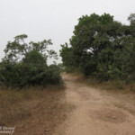 Forêt au sud du Sine Saloum, Sénégal