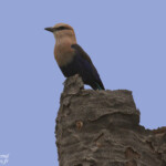 Rollier à ventre bleu au sud du Sine Saloum, Sénégal
