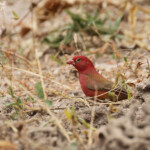Amarante du Sénégal au sud du Sine Saloum, Sénégal