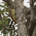 Pic à taches noires, Sud du Sine Saloum, Sénégal