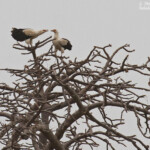 Vautours pamistes au sud du Sine Saloum, Sénégal