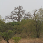 Forêt de Sangako au sud du Sine Saloum, Sénégal