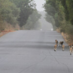 Singe patas, Forêt de Sangako au sud du Sine Saloum, Sénégal