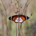 Petit monarque, Forêt de Sangako au sud du Sine Saloum, Sénégal