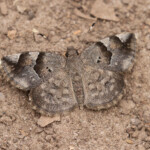 Papillon, Forêt de Sangako au sud du Sine Saloum, Sénégal
