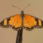 Papillon, Forêt de Sangako au sud du Sine Saloum, Sénégal
