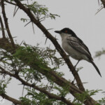 Cubla de Gambie, Forêt de Sangako au sud du Sine Saloum, Sénégal