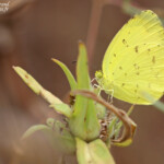 Papillon, Forêt de Sangako au sud du Sine Saloum, Sénégal