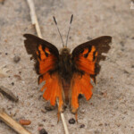 Papillon, Forêt de Sangako au sud du Sine Saloum, Sénégal