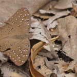 Papillon, Forêt de Sangako au sud du Sine Saloum, Sénégal