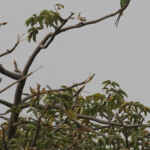 Perruche à collier Forêt de Sangako au sud du Sine Saloum, Sénégal