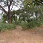 Forêt de Sangako au sud du Sine Saloum, Sénégal