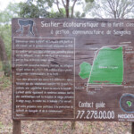 Forêt de Sangako au sud du Sine Saloum, Sénégal