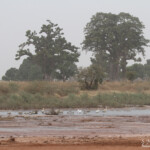 Sud du Sine Saloum, Sénégal