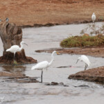 Aigrettes au sud du Sine Saloum, Sénégal