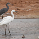 Aigrette garzette et Aigrette des récifs au sud du Sine Saloum, Sénégal