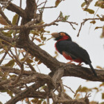 Barbican à poitrine rouge au sud du Sine Saloum, Sénégal