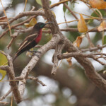Souimanga à poitrine rouge au sud du Sine Saloum, Sénégal