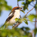 Pie-grièche à tête rousse, ssp. badius, plan de La Garde