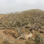Baobab nain, Ile de la Madeleine