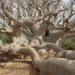 Baobab nain, Ile de la Madelein