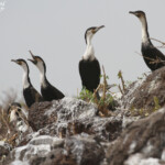 Colonie de Cormoran à poitrine blanche sur l'le de la Madeleine