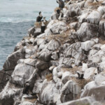 Colonie de Cormoran à poitrine blanche sur l'le de la Madeleine
