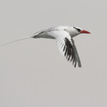 Phaéton à bec rouge, Ile de la Madeleine, Sénégal