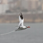 Phaéton à bec rouge, Ile de la Madeleine, Sénégal
