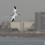 Phaéton à bec rouge, Ile de la Madeleine, Sénégal