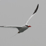 Phaéton à bec rouge, Ile de la Madeleine, Sénégal