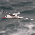 Phaéton à bec rouge, Ile de la Madeleine, Sénégal