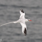 Phaéton à bec rouge, Ile de la Madeleine, Sénégal