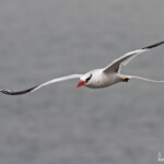 Phaéton à bec rouge, Ile de la Madeleine, Sénégal