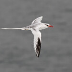 Phaéton à bec rouge, Ile de la Madeleine, Sénégal