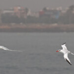 Phaéton à bec rouge, Ile de la Madeleine, Sénégal