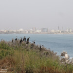 Colonie de Cormoran à poitrine blanche sur l'le de la Madeleine