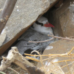 Phaéton à bec rouge, Ile de la Madeleine, Sénégal