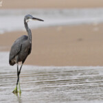 Aigrette des récifs sur la plage de Mbour