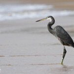 Aigrette des récifs sur la plage de Mbour