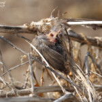 Fauvette passerinette prédatée par une Pie-grièche à tête rousse