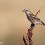 Jeune de Pie-grièche à tête rousse, Bulgarie