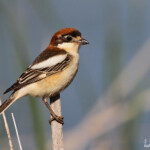Adulte de Pie-grièche à tête rousse, Delta de l'Ebre