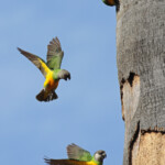 Perroquets youyou, Sine Saloum