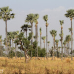 Palmiers rôniers, Sine Saloum