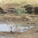 Vanneaux éperonnés, Sine Saloum