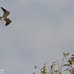 Elanion blanc, Sine Saloum