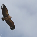 Vautour de Ruppell, Sine Saloum