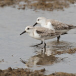 Bécasseau sanderling, Sine Saloum